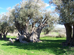Asırlık Zeytin Ağaçları, Kalkanlı