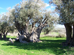 Asırlık Zeytin Ağaçları, Kalkanlı 